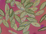 Diatoms