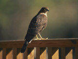 A Hawk Takes a Rest on a Porch Rail
