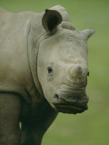 A Southern White Rhinoceros