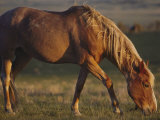 A Feral Mustang Grazes on Land Designated as a Wild Horse Sanctuary