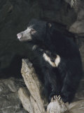 Buy A Sleepy Sloth Bear Takes a Breather Outside its Cave at AllPosters.com