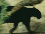 A Black Leopard