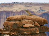 A Mountain Lion Pauses Atop a Cliff Ledge