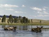 Buy Two Bull Moose Wade Through a Lake Where They Have Come to Feed on Aquatic Plants at AllPosters.com
