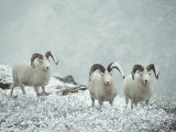 Three Dalls Sheep Look up from a Snowy Ledge