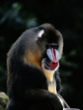 A Portrait of a Captive Mandrill