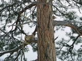 Buy A Mountain Lion Lies on the Branch of a Pine at AllPosters.com