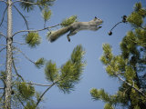 An American Red Squirrel Leaps from a Lodgepole Pine