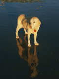 A Dog and its Reflection Shine in the Afternoon Sunlight on a California Beach