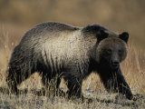 Buy Grizzly Bear at AllPosters.com