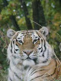 A Portrait of an Adult Siberian Tiger
