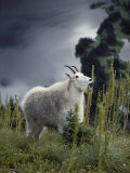 A Rocky Mountain Goat Feeds on the Seed Heads of Beargrass