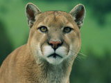 A Close View of a Captive Male Mountain Lion
