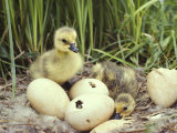 Canada Goslings and Eggs