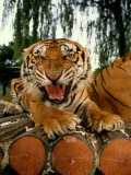 A Captive Tiger Snarls at the The Camera