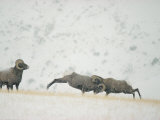 American Bighorn Rams Square off in a Duel