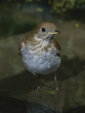 A Veery, Catharus Fuscescens, Stands on a Rock Near Water