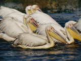 Eastern White Pelicans