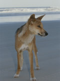 Buy A Dingo Stands on an Ocean Shore Beach at AllPosters.com