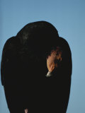 A Young California Condor