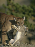 A Female Mountain Lion with a Freshly-Killed Rabbit in Her Mouth