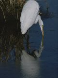 A Great Egret, Casmerodius Albus, Hunts for a Water Borne Meal