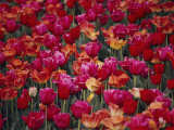 Tulips Bloom in the Hotel Gardens