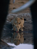 A Lioness Drinks from a Pool of Water