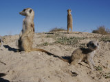 Two Adult Meerkats (Suricata Suricatta) Stand on a Mound