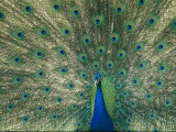 A View of an Indian Peacock with Tail Feathers Spread