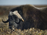 Buy A Muskox at AllPosters.com