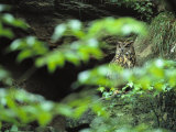 Owl in Woodland, Sachsische Schweiz National Park, Germany