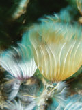 Tubeworms Wave Their Frilly Tentacles in the Water to Catch Food