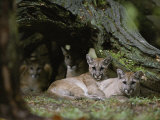Texas Cougars That Have Been Relocated to White Oak Conservation