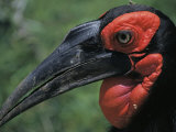 Close View of Southern Ground Hornbill with Red Facial Skin and Neck