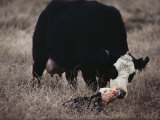 Buy First Order of the Day for a Newborn Calf is a Wash by its Mother at AllPosters.com