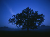 Buy Tree on a Summer Night at AllPosters.com
