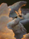 An Arctic Tern Delivers Food to Another