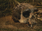 Close View of the Fossilized Skull of a Homo Erectus Found in Java
