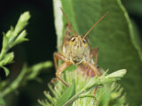 A Grasshopper Perched on a Plant