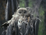 A Great Gray Owl and Owlet in Their Nest, a Rotting Tree Stump