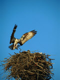 Osprey over Nest, Muritz National Park, Germany
