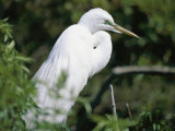 A Snowy Egret at a Rookery Connected to the Saint Augustine Alligator Farm