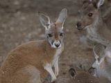 A Group of Kangaroos