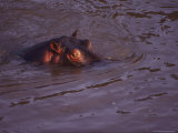 A Sumberged Hippo Raises its Head Partway out of the Water