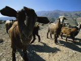 Goats at Sinkhole