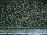 A Flock of Western Sandpipers in Flight over Mudflats at High Tide