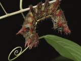 A Close View of a Spike-Covered Caterpillar