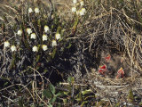 Buy The Lack of Trees Doesnt Deter Lapland Longsupurs, Who Prefer to Make Nests in Tundra Grass at AllPosters.com