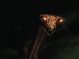A Close View of a Praying Mantis